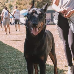 Meet your Posher, Jacqueline